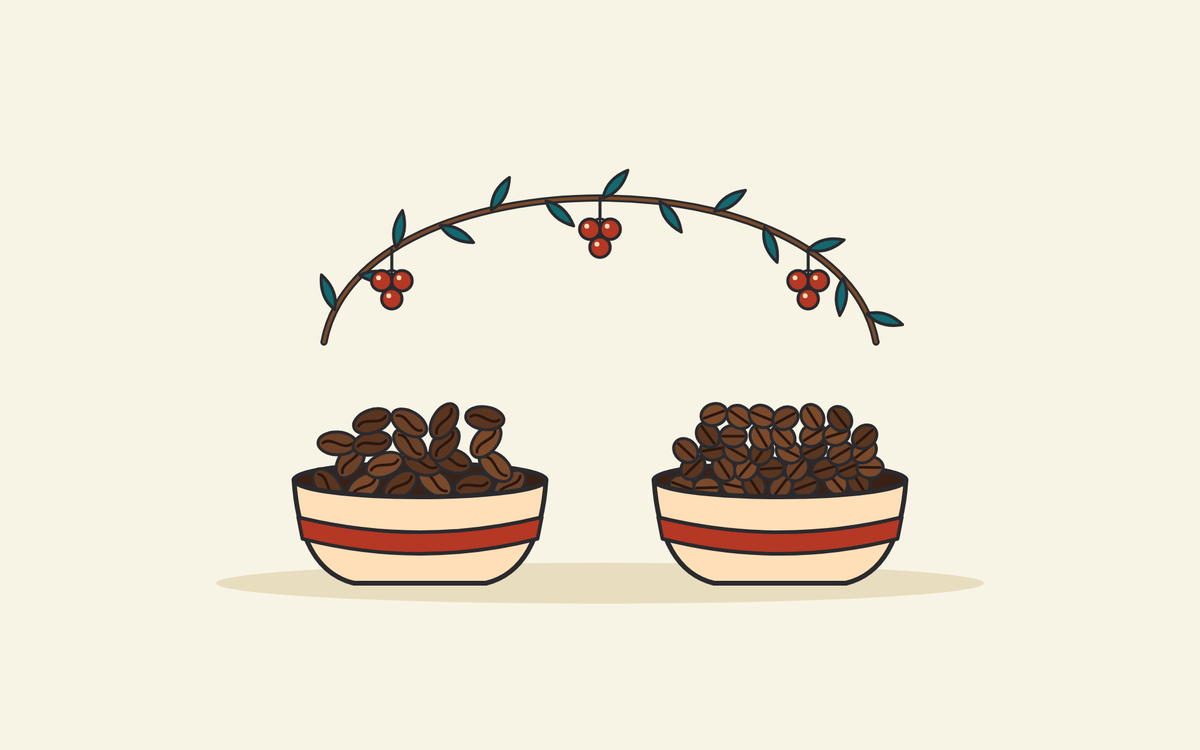 Illustration of two bowls of roasted coffee beans: longer oval Arabica beans with an S-shaped centre line on the left, rounder Robusta beans with a straight centre line on the right, under an arching coffee branch with red cherries